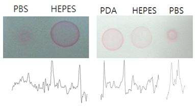 (A) PBS용액과 반응하여 응집되어버리는 PDA기반 센서 RC이미지 (B) Blocking agent인 BSA단백질 처리 후 반응용액 RC 이미지 및 image J analysis 이미지