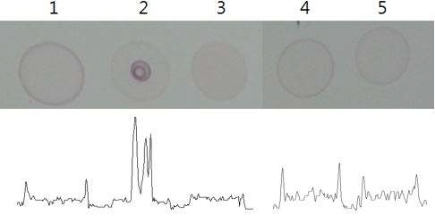 금나노입자 기반센서를 이용한 식중독 균 대상 반응특이성 실험 RC 이미지 및 image J 분석 결과