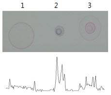 Stx1b 항체가 수식된 금나노입자를 이용한 식중독 유발인자(Stx1b) 대상 반응 특이성 실험 RC 이미지 및 image J 분석 결과