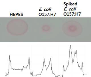 시금치 샘플에서의 타겟균 spiking 테스트 및 image J 분석결과