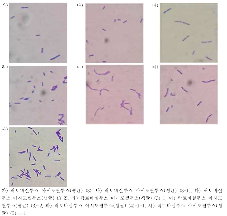 락토바실루스 아시도필루스(생균)의 단순염색