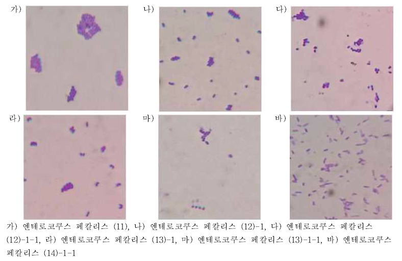 엔테로코쿠스 페칼리스의 단순염색