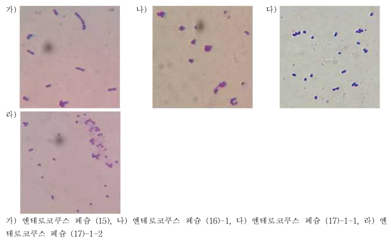 엔테로코쿠스 페슘의 단순염색