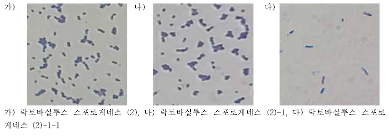 락토바실루스 스포로게네스의 그람염색