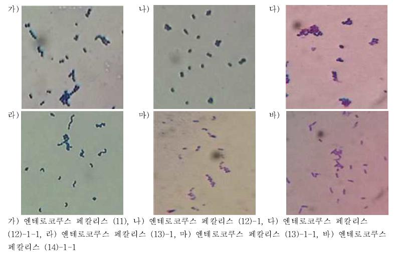 엔테로코쿠스 페칼리스의 그람염색