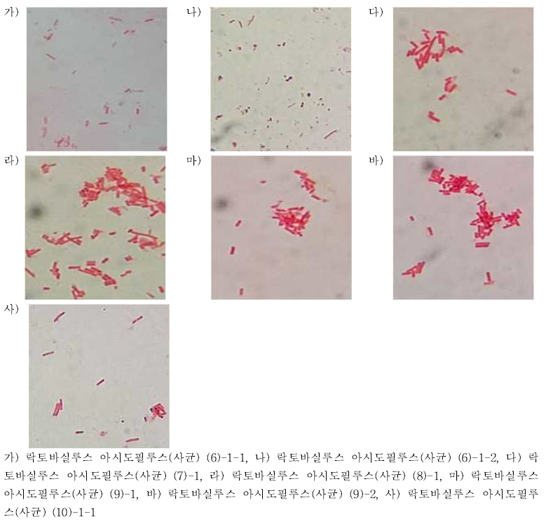 락토바실루스 아시도필루스(사균)의 포자염색