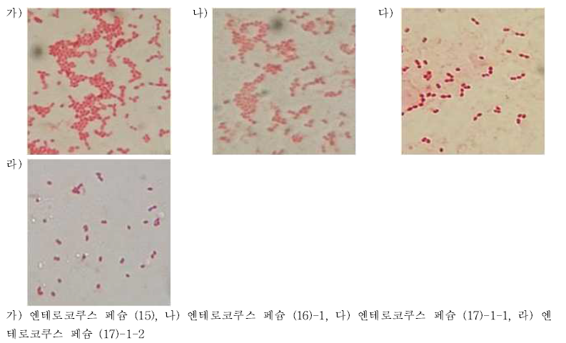 엔테로코쿠스 페슘의 포자염색