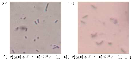 락토바실루스 비피두스의 편모염색