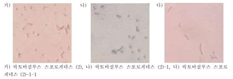 락토바실루스 스포로게네스의 편모염색