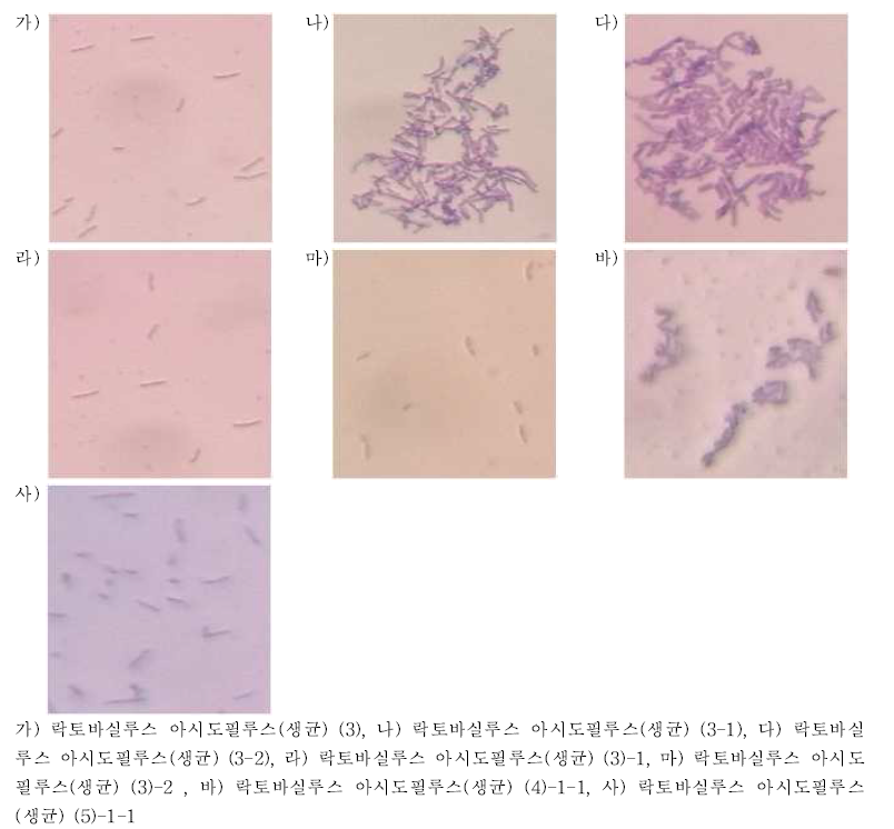 락토바실루스 아시도필루스(생균)의 편모염색