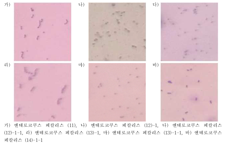 엔테로코쿠스 페칼리스의 편모염색