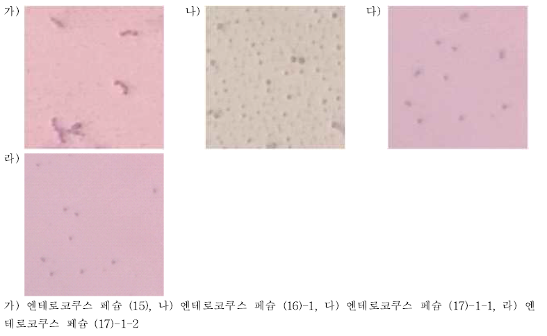 엔테로코쿠스 페슘의 편모염색