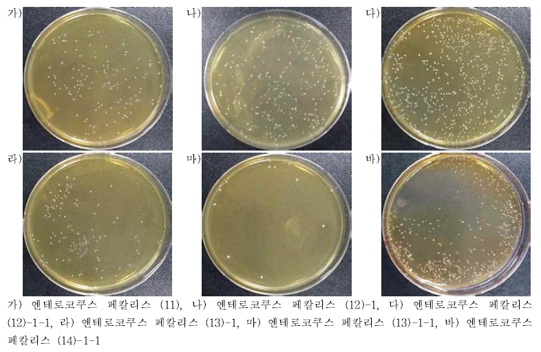 엔테로코쿠스 페칼리스의 MRS배지 집락형태
