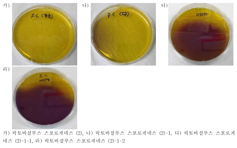 락토바실루스 스포로게네스의 BCP배지 집락형태