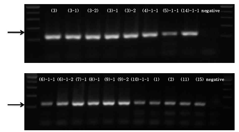 락토바실루스 아시도필러스 프라이머를 이용한 16s rRNA 크기(124bp)분석