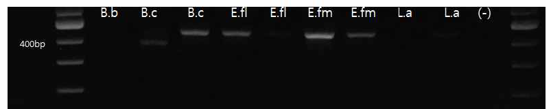 락토바실루스 스포로게네스 프라이머를 이용한 16s rRNA 크기(396bp)분석