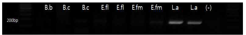 락토바실루스 아시도필루스 프라이머를 이용한 16s rRNA 크기(175bp)분석