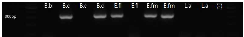 엔테로코쿠스 페칼리스1 프라이머를 이용한 16s rRNA 크기(306bp)분석