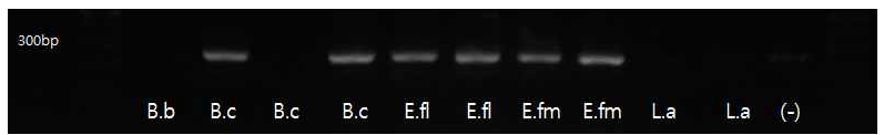 엔테로코쿠스 페칼리스2 프라이머를 이용한 16s rRNA 크기(253bp)분석