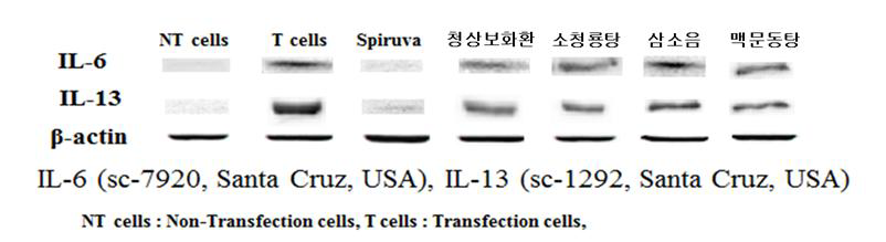 IL-6 & IL-13 protein expression results