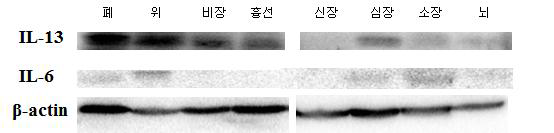 F1 protein expression 결과