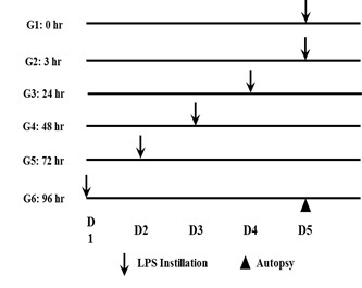 LPS intranasal instillation schedule