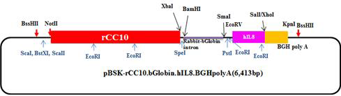 IL-8 transgenic vector