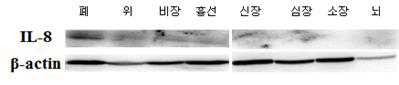 F1 protein expression 결과