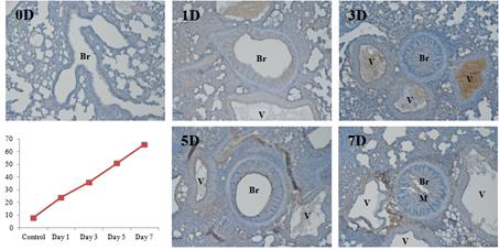 Ovalbumin inhalation 기간에 따른 CD8 발현량의 변화