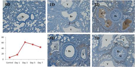 Ovalbumin inhalation 기간에 따른 IL-12p35 발현량의 변화