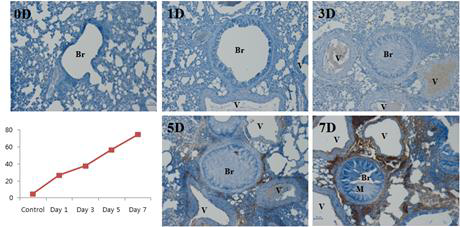 Ovalbumin inhalation 기간에 따른 IL-12p40 발현량의 변화