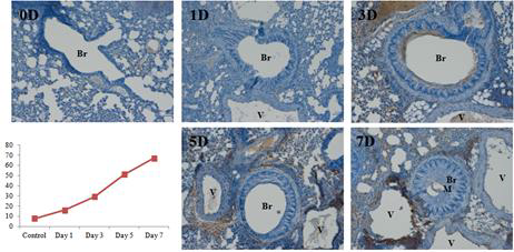 Ovalbumin inhalation 기간에 따른 IL-4 발현량의 변화
