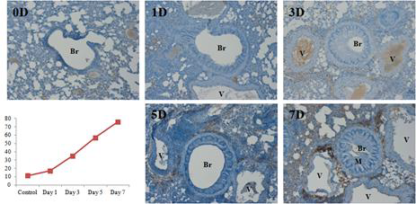 Ovalbumin inhalation 기간에 따른 IL-5 발현량의 변화