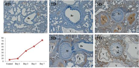 Ovalbumin inhalation 기간에 따른 IL-13 발현량의 변화