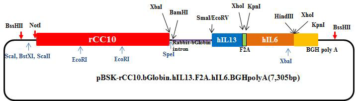 IL-6 & IL-13 double transgenic vector flame
