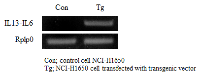 IL-6 & IL-13 double TG PCR results