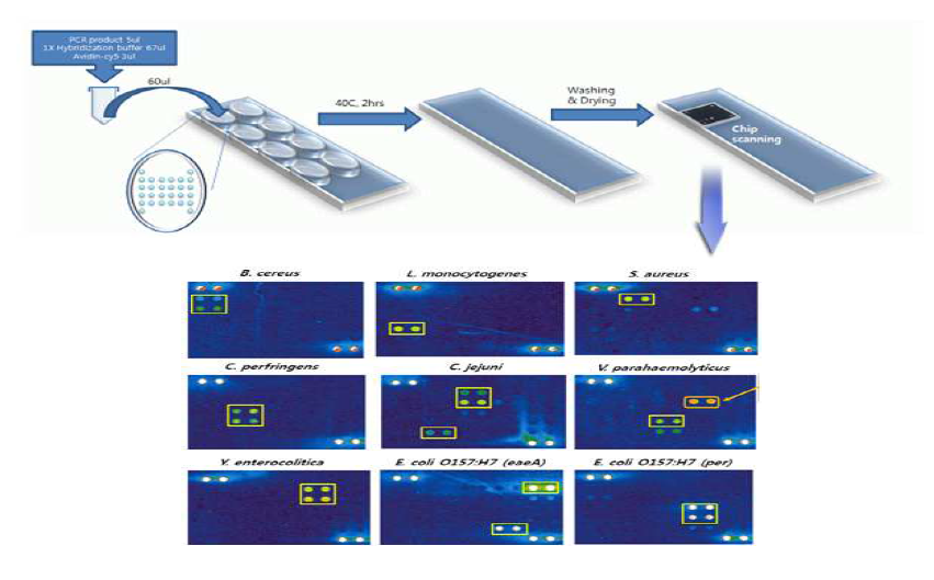 PNA칩 시험방법 및 반응 결과