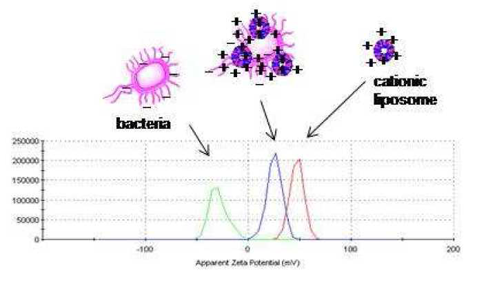 신규 lioposome 센서를 이용한 박테리아 검출