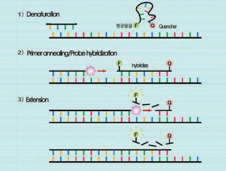TaqMan probe법에 기반한 실시간 PCR 모식도