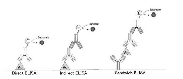 효소면역측정법 (ELISA) 모식도