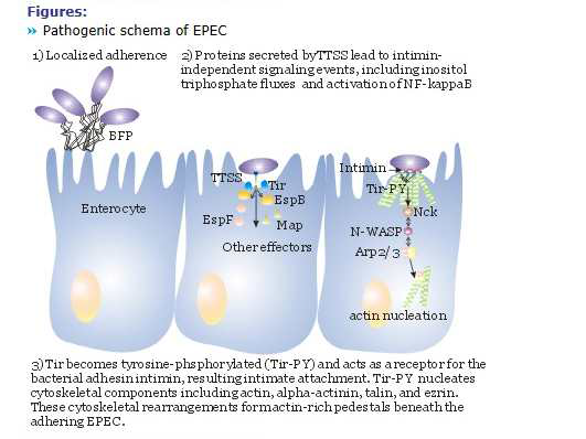 EPEC의 감염기작