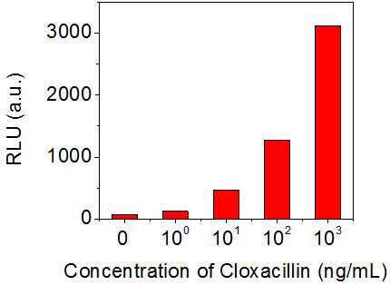 Cloxacillin 검출 결과