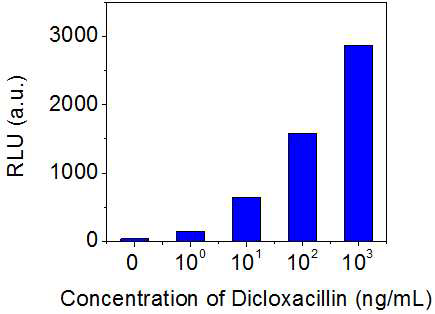 Dicloxacillin 검출 결과