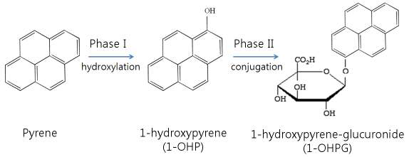 Metabolism of pyrene.