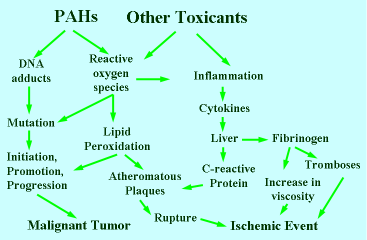 Diagram of hypothetical events from exposure to PAHs and other toxicants.