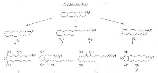 Formation of 8-isoprostane(Ⅳ) by oxidation of arachidonic acid