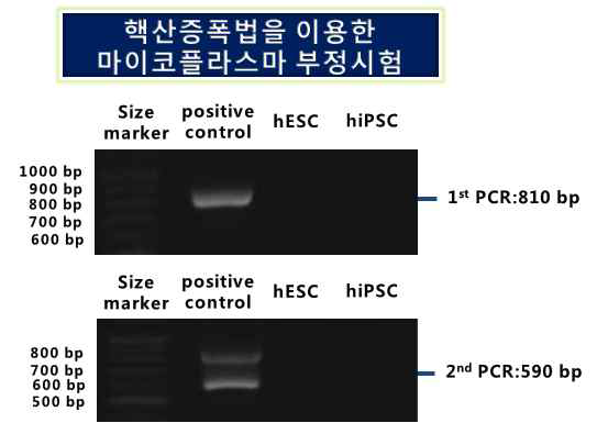 마이코플라스마 오염여부 확인