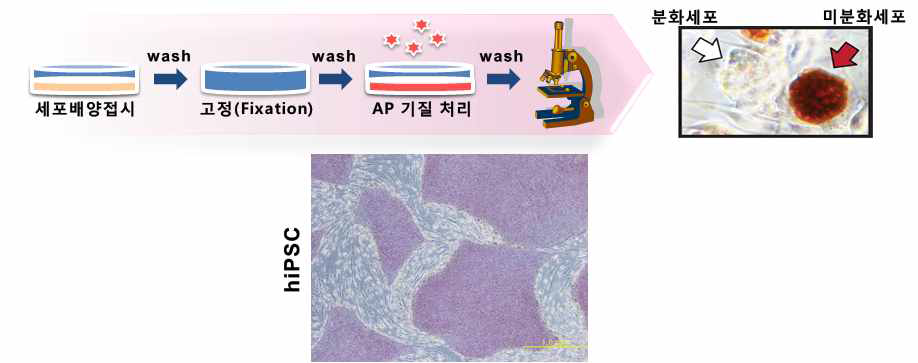 AP staining을 이용한 유도만능줄기세포 증식능 평가