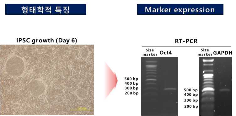 Oct4 발현 마커를 이용한 유도만능줄기세포 특성 평가