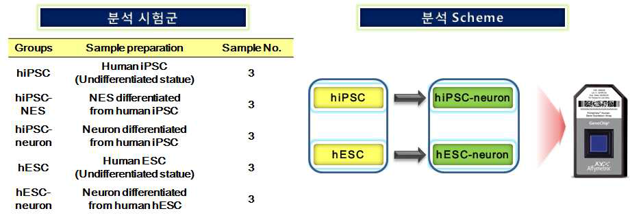 Microarray 분석 시험군 및 분석 Scheme